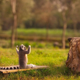 How to be a professional photographer 13